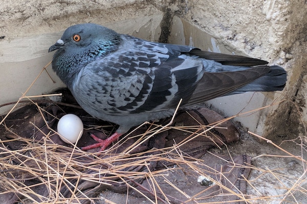 Pigeon nest with egg