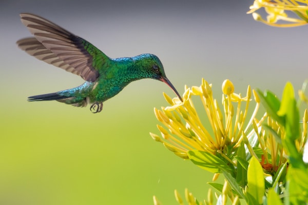 How to make hummingbird food