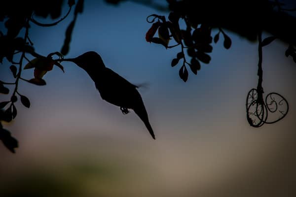 Hummingbird feeding at night